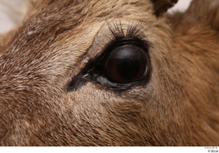 European roe deer eye 0004.jpg